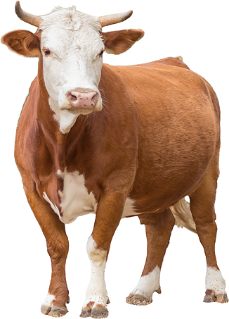 Farm Cow